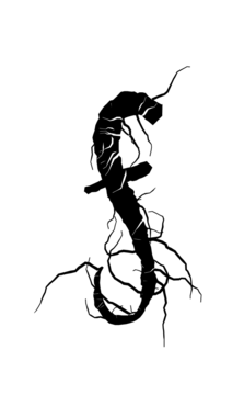 Glyph 105