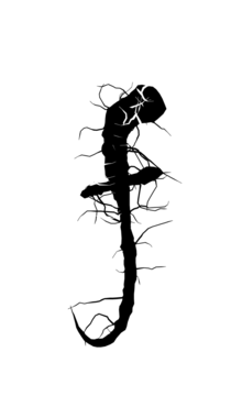 Glyph 106