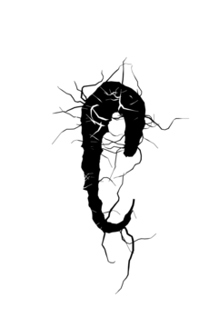 Glyph 11