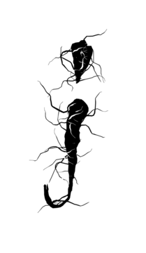 Glyph 116