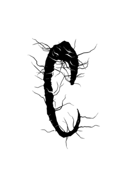 Glyph 13