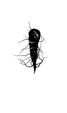 Glyph 29