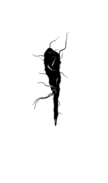 Glyph 31