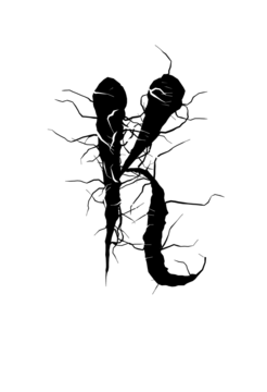 Glyph 37